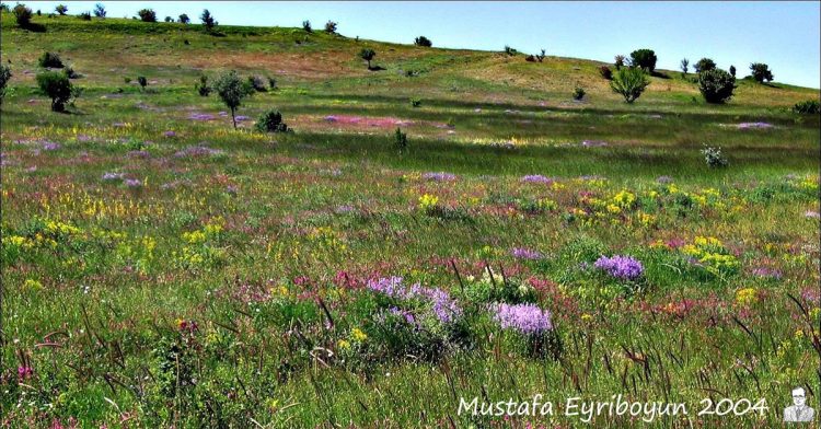 Yeniden Merhaba